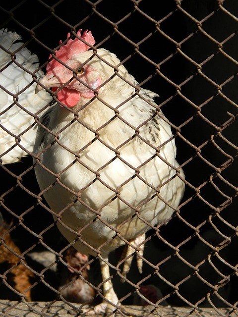 足球历史中 足球历史中